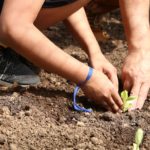 pessoa planta muda em horta; No município de São Paulo, ausência de um orçamento para a agricultura urbana prejudica iniciativas em regiões de vulnerabilidade social